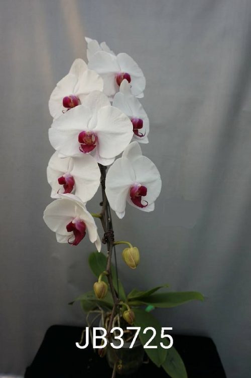 Dtps Jiuhbao Platinum Necklace Welcome To Orchid Cultivators