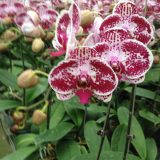 Dtps. Chian Xen Diamond - Image 2