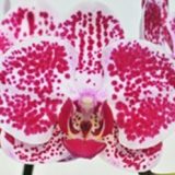 Dtps. Chian Xen Diamond