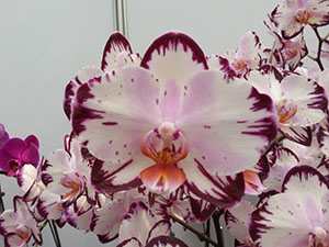 https://orchid-cultivators.com/wp-content/uploads/1736s-1.jpg