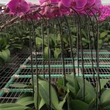 Phal. Tai-Lin Redangel - Image 3