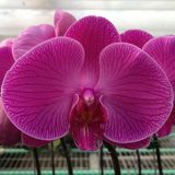 Phal. Tai-Lin Redangel