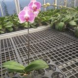 Dtps. Tinny Honey - Image 3