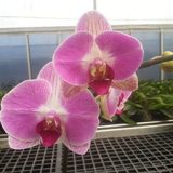 Dtps. Tinny Honey