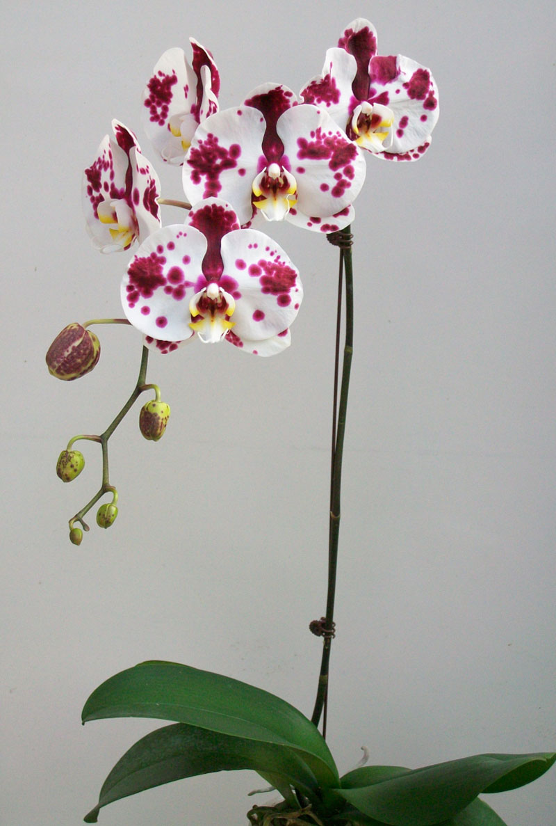 Phal. Ever Spring Prince – Welcome to Orchid Cultivators