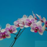 Dtps. Ming Hsing Beauty - Image 2
