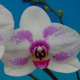 Dtps. Ming Hsing Beauty