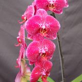 Dtps. OX Prince "1480" - Image 3