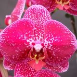 Dtps. OX Prince "1480"