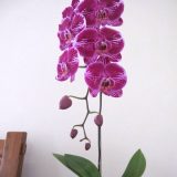 Dtps. Fusheng Pink Pearl - Image 3