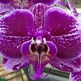 Dtps. Fusheng Pink Pearl