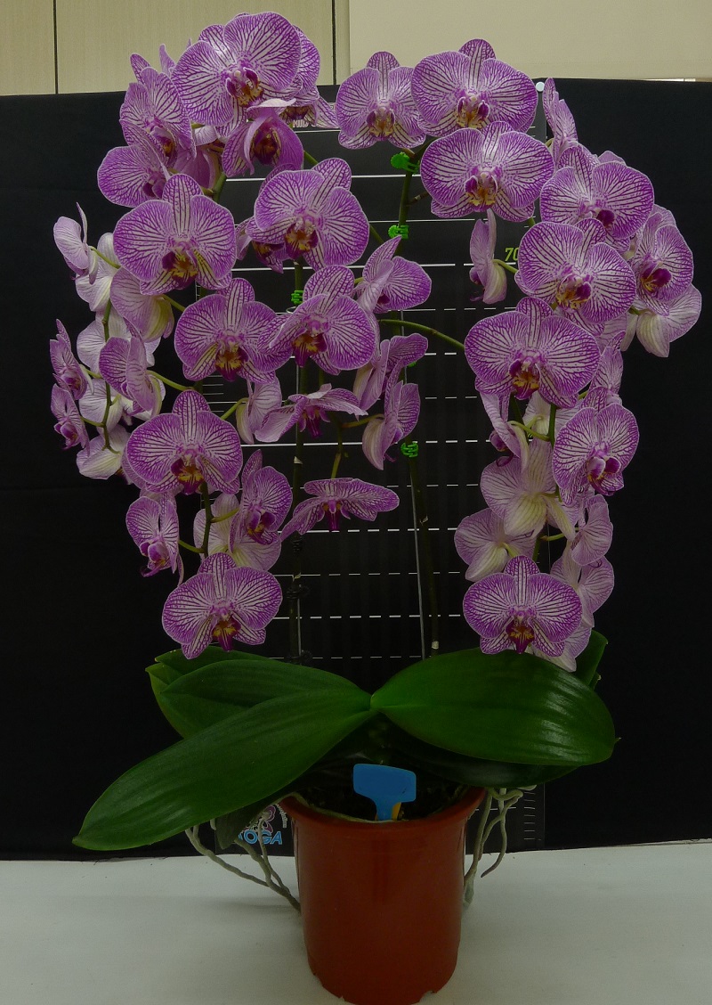 Phal. Ever Spring Prince – Welcome to Orchid Cultivators