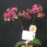Dtps. Fangmei Sweet "9834" - Image 2