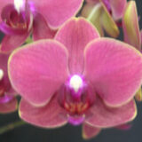 Dtps. Fangmei Sweet "9834"