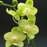 Phal. Taida Smile "Taida Little Green" - Image 2
