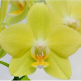 Phal. Taida Smile "Taida Little Green"