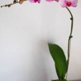 Dtps. Yishing Beauty - Image 3