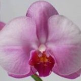 Dtps. Yishing Beauty