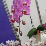 Dtps. Taida Firedove X  Dtps. Leopard Prince - Image 3