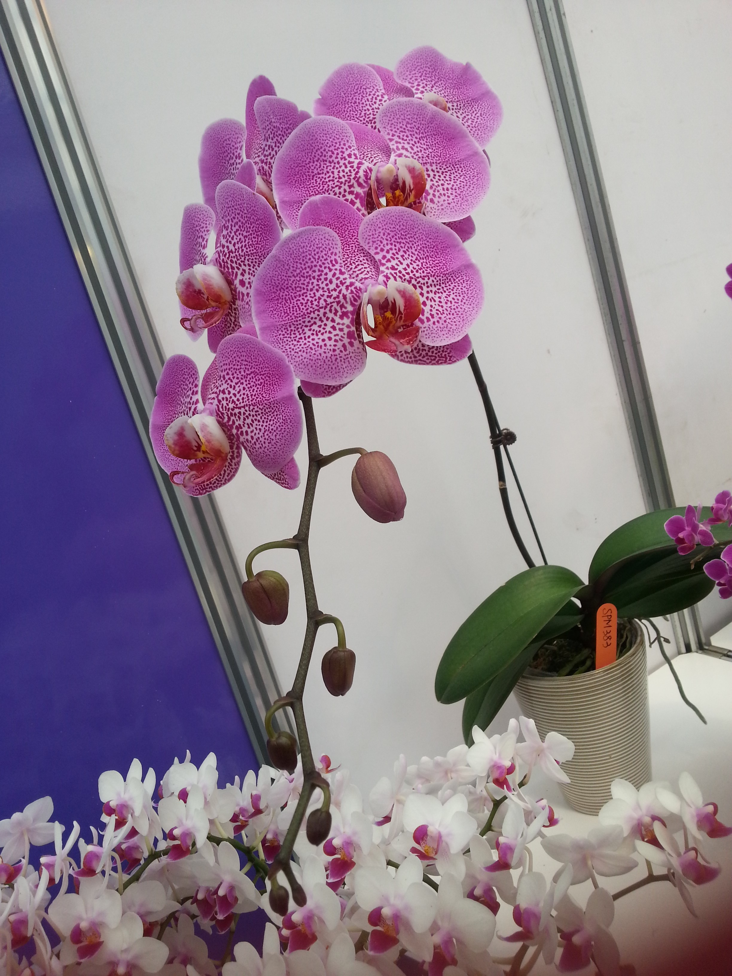 сого шито орхидея фото