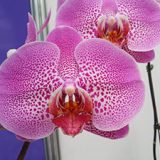 Dtps. Taida Firedove X  Dtps. Leopard Prince