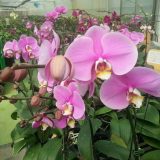 Phal. Yi Shing Anna "164" - Image 2