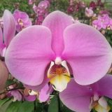 Phal. Yi Shing Anna "164"