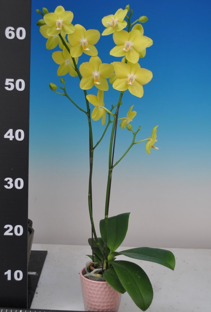 Phal. Taisuco Glory “28701” – Welcome to Orchid Cultivators