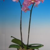 Phal. Taisuco Peach - Image 2