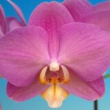Phal. Taisuco Peach