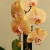 Dtps. Jiuhbao Venus - Image 2