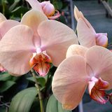 Dtps. Jiuhbao Venus