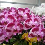 Phal. GC Reyoung Corona - Image 3