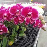 Phal. GC Reyoung Den - Image 3