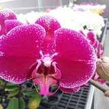 Phal. GC Reyoung Den
