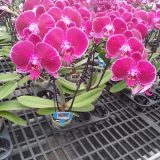 Phal. GC Reyoung Amethyst - Image 3
