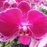 Phal. GC Reyoung Amethyst