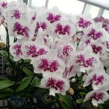 Phal. GC Scatter Princess - Image 3