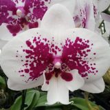 Phal. GC Scatter Princess