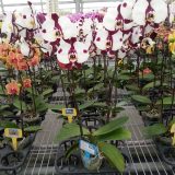 Phal. GC Reyoung Panda - Image 3