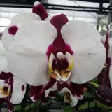 Phal. GC Reyoung Panda