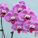 Phal. GC Reyoung Cheetah - Image 2