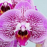 Phal. GC Reyoung Cheetah
