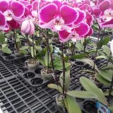 Phal. GC Reyoung Lacing - Image 3