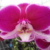 Phal. GC Reyoung Lacing