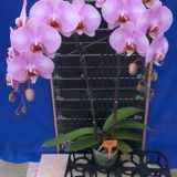 Phal. Lianher Pink Lady - Image 2