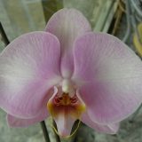 Phal. Lianher Pink Lady