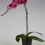 Phal. Taida Black Cat "Taida Black Leopard" - Image 3