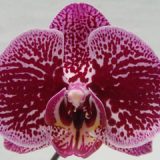 Phal. Taida Black Cat "Taida Black Leopard"
