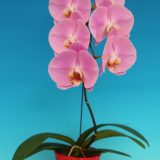 Dtps. Chian Huey Red Rose X Phal. Sogo Yukidian - Image 2
